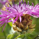 Image of <i>Centaurea haynaldii</i> ssp. <i>julica</i>