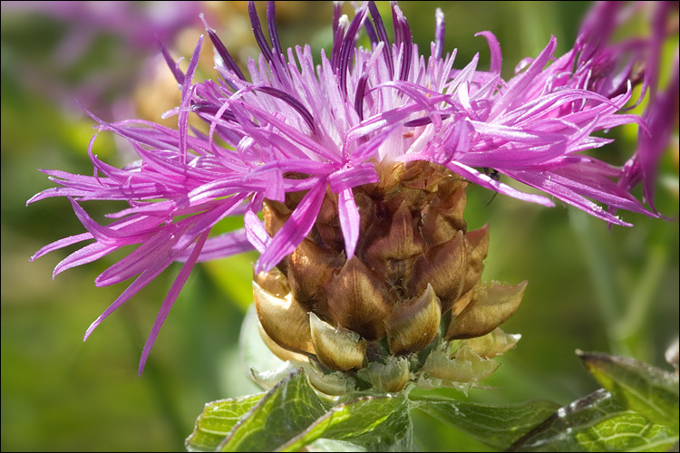 Image of <i>Centaurea haynaldii</i> ssp. <i>julica</i>