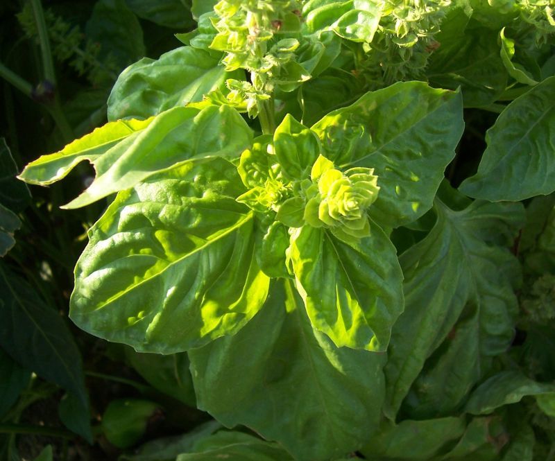 Image of sweet basil