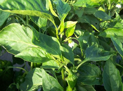 Image of cayenne pepper