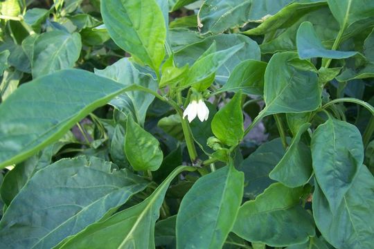 Image of cayenne pepper