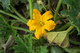 Image of field pumpkin