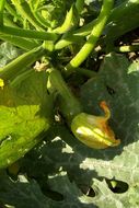 Image of field pumpkin