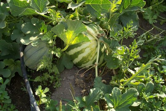 Image of watermelon