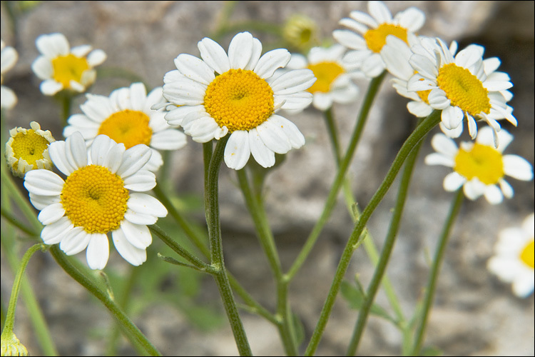 Image of feverfew