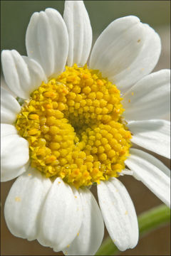 Image of feverfew