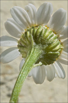 Image de grande camomille