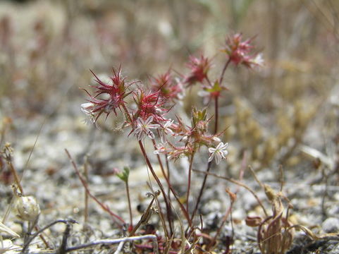 Image of slenderhorn spineflower