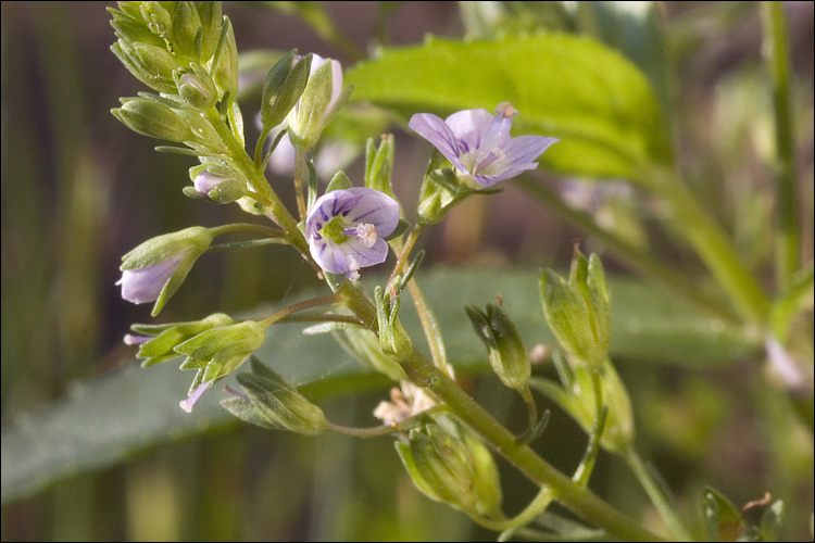 Image of Blue Water-speedwell