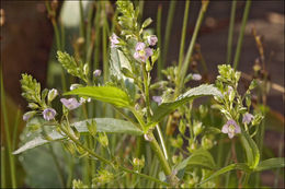 Image of Blue Water-speedwell