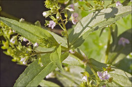 Image of Blue Water-speedwell