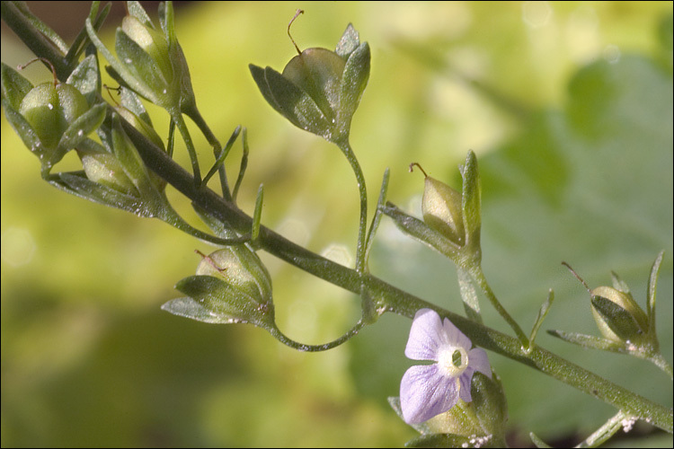 Image of Blue Water-speedwell