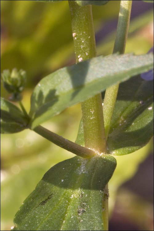 Image of Blue Water-speedwell