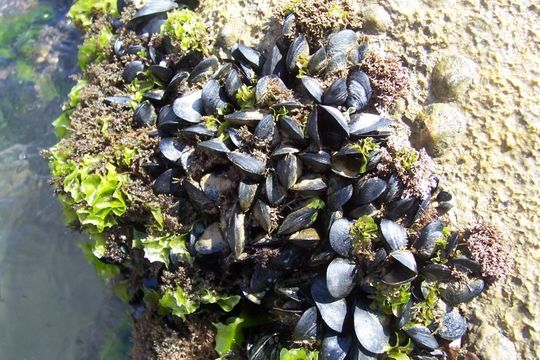 Image of Mediterranean mussel