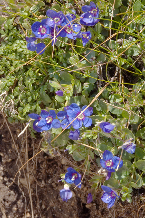 Veronica fruticans Jacq. resmi