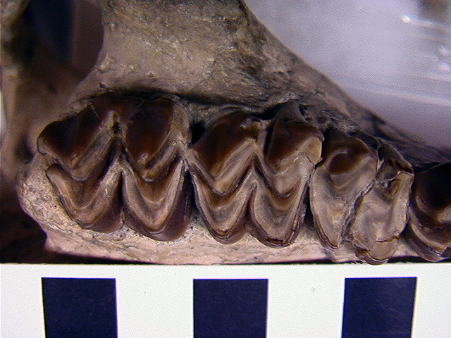 Image de <i>Eucrotaphus trigonocephalus</i>