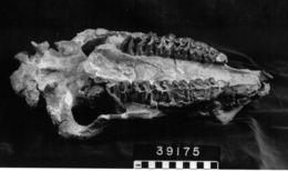 Image of Diceratherium