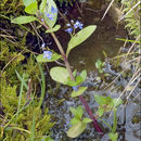 Image of brooklime, water, marsh speedwell