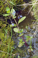 Image of brooklime, water, marsh speedwell