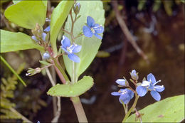 Image of brooklime, water, marsh speedwell