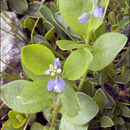 Image of Polygala amarella Crantz