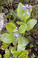 Image of Polygala amarella Crantz