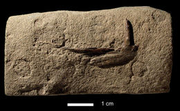 Image of Enchodus