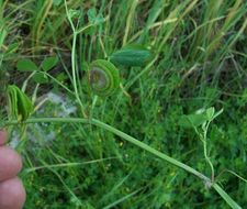 Image of blackdisk medick