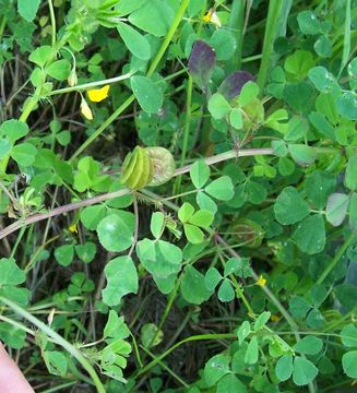 Image of blackdisk medick