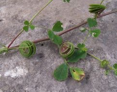 Image of blackdisk medick