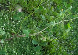 Image of blackdisk medick