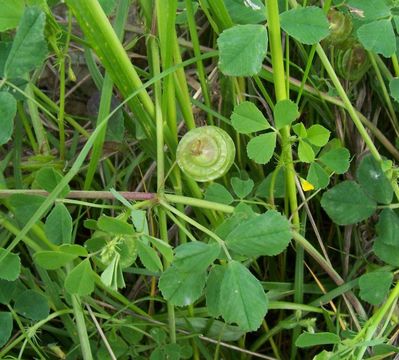 Image of blackdisk medick