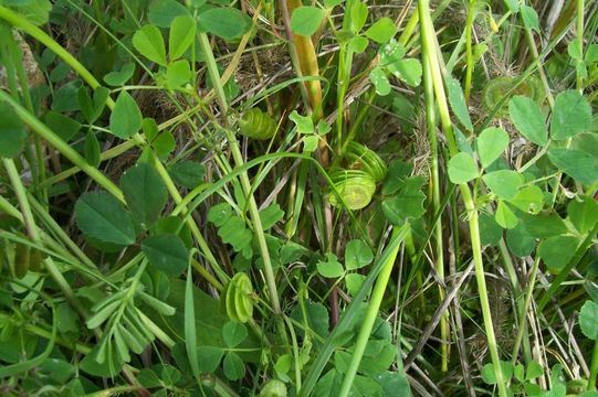 Image of blackdisk medick