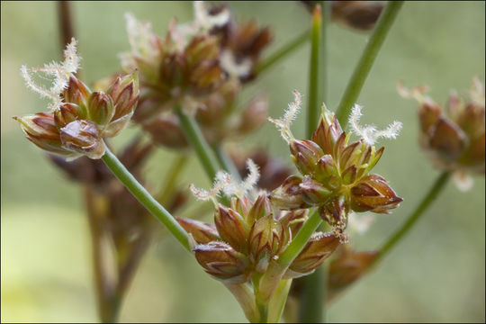 Image of Jointed Rush