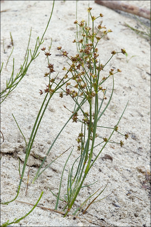 Image of Jointed Rush