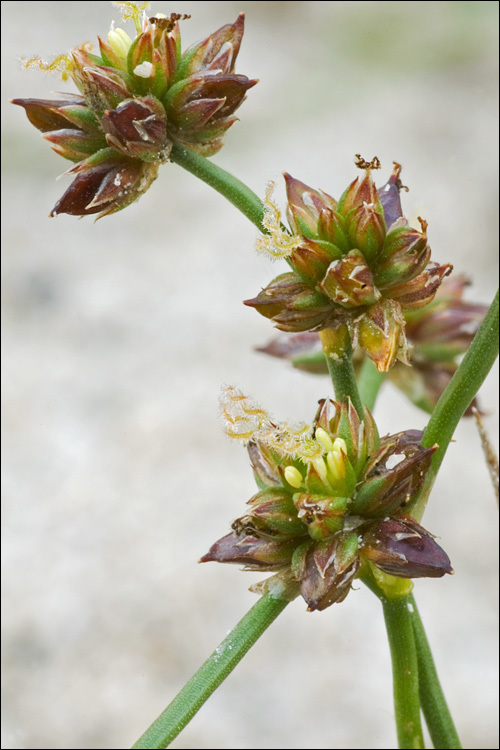 Image of Jointed Rush