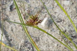 Image of Jointed Rush