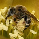 Image of Sunflower bees