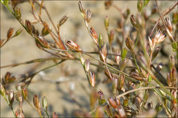 Image of Toad Rush