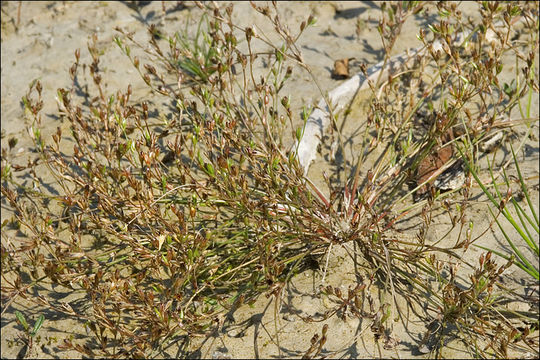 Imagem de Juncus bufonius L.