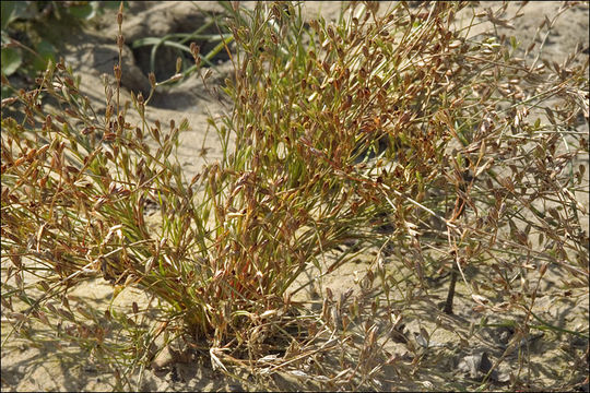 Imagem de Juncus bufonius L.