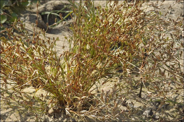 Image of Toad Rush