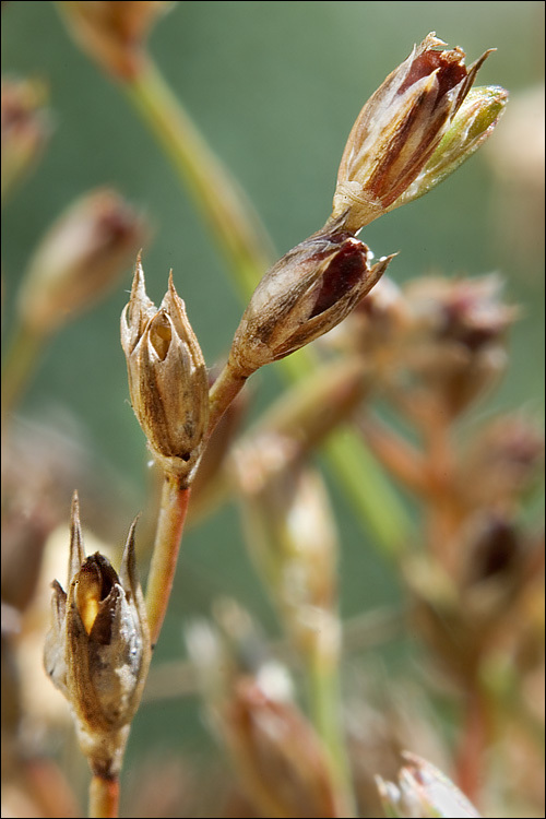 Imagem de Juncus bufonius L.