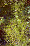 Image of Great Horsetail