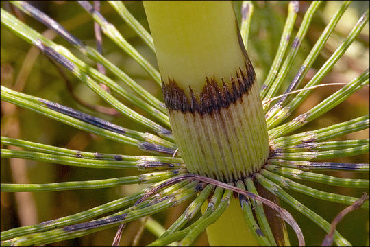 Image of Great Horsetail