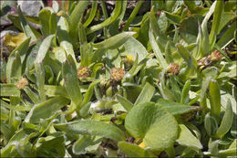 Image of alpine arctic cudweed