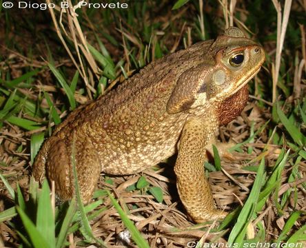 Image of cururu toad