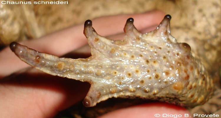 Image of cururu toad