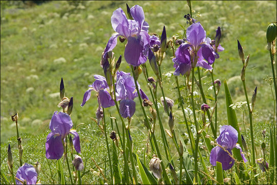 Plancia ëd Iris pallida subsp. cengialti (Ambrosi ex A. Kern.) Foster