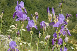 Image of Iris pallida subsp. cengialti (Ambrosi ex A. Kern.) Foster